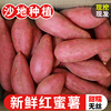 西瓜红蜜薯10斤新鲜糖心板栗番薯应当季农家沙地六鳌蜜薯地瓜