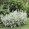 绵毛水苏盆栽羊耳朵庭院花园，好养活银白色多年生耐热耐寒花境植物