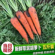 现挖新鲜胡萝卜沙土地新鲜蔬菜水果红萝卜现挖现发农家自种水果