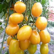小番茄种子樱桃圣女盆栽播种四季阳台果种子西红柿籽蔬菜水果种子