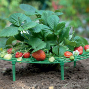 家庭种植草莓托盘架绿植防倒伏植物果实支撑园艺用品草莓支撑架子