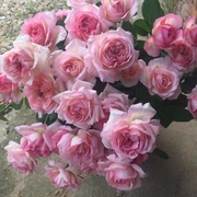 灌木月季合集2/2 大花浓香 阳台庭院花园玫瑰好养植物