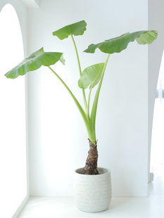 大型滴水观音绿植大叶海芋 象耳芋北欧造型观叶植物室内客厅盆栽