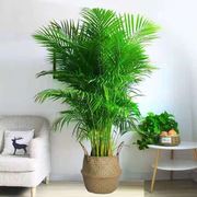 大型绿植热带大叶植物散尾葵绿植凤尾竹大型室客厅办公室盆栽植物