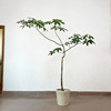 原生发财树造型植物室内绿植大盆栽庭院，客厅净化空气观叶招财