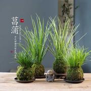 苔玉苔藓球金钱，胧月菖蒲茶桌办公室禅意，中式绿植盆栽水培净化空气