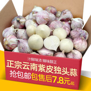 2024新鲜云南紫皮独头大蒜，5斤紫皮蒜农家，蔬菜紫皮大蒜头红皮干蒜9