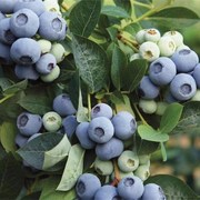 蓝莓苗盆栽果树苗四季室内可食用南北方种植蓝莓树苗地栽当年结果