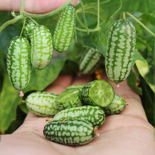 拇指小西瓜种子，苗秧籽种迷你西瓜阳台，四季秧苗水果黄瓜种籽孑母指