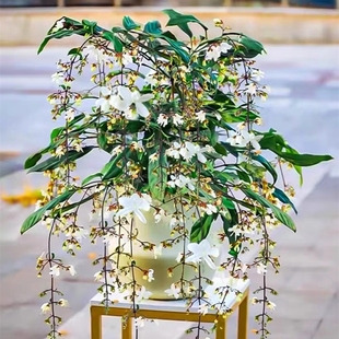 垂丝茉莉带花苞大苗盆栽泰国风车茉莉香水花卉客厅室内绿植物好养