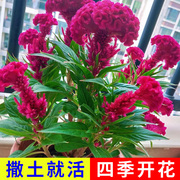 鸡冠花种子四季播开花卉植物室内外阳台易活盆栽绿化观赏花种籽子