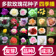 蔷薇欧月月季玫瑰花种子四季易播种玫瑰花籽开花不断鲜花种子