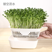 日本进口豆苗发芽盆阳台，果蔬种植托盘，小菜无土水培猫草种植种菜盆