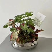 约网红陶瓷花盆栽椭圆多柱兰，植物花卉室内居家桌面装饰