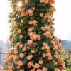 甜梦月季花盆栽带花苞，四季开花浓香，阳台庭院花卉植物
