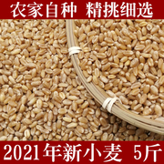 小麦粒食用新小麦仁5斤 农家带皮麦籽小麦草种子麦芽糖小麦苗榨汁