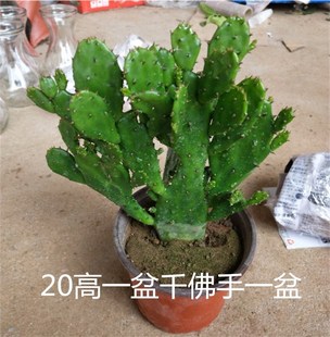 千手观音盆栽植物室内阳台绿植花卉仙人掌类千佛手多肉植物