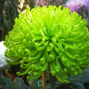 大菊花苗盆栽大花菊乒乓菊，九月菊花耐寒花卉，庭院阳台当年开花植物