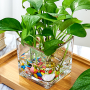 创意玻璃花盆绿萝白掌花瓶水培，器皿水养植物瓶透明花器正方形容器