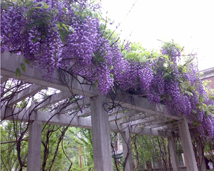 多花紫藤花紫玉树苗爬藤植物攀援庭院阳台围墙攀爬净化空气美观花