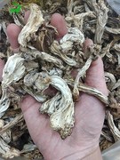野生腐竹蘑菇半斤东北特产蘑菇干货长白山鸡腿蘑小羊肚蘑250g