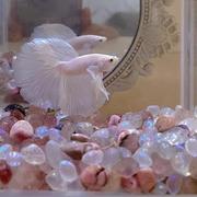 鱼缸微景观月光石碎石造景石摆件泰国斗鱼海底世界装饰水晶底砂石