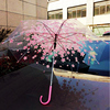 女用粉色普通樱花伞透明雨伞长柄，自动透明伞舞蹈伞创意雨伞道具伞