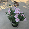 粉色雪纺木槿花盆栽大苗当年开花庭院阳台花园花期长可食用花卉