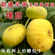 新疆早黄无花果树苗早熟抗寒糖心无花果苗南方北方种植当年结果