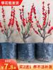 浓香梅花盆栽老桩花卉植物室内四季好养红梅盆景绿梅树苗腊梅花苗