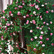 仿真玫瑰花假花空调管道装饰花藤条遮挡塑料藤蔓，植物摆设吊顶墙面