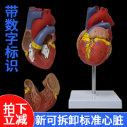 人体心脏模型可拆卸解剖透明血液肾循环血管，材料生物软硅胶小支架