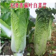 天津青麻叶结球长白菜农家菜园庭院秋季种植有机蔬菜种子四季易种