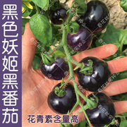 黑色妖姬水果番茄种子 春夏秋四季播好吃西红柿孑 阳台盆栽蔬菜籽