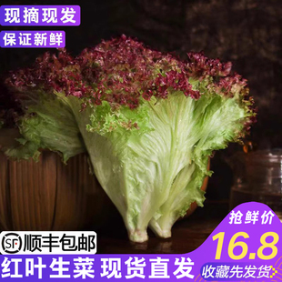 新鲜红叶生菜清洗即食西餐，沙拉蔬菜凉拌健身食材罗莎红紫叶蔬菜