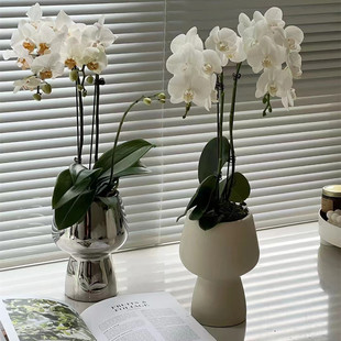 室内植物网红蝴蝶兰陶瓷高脚银色，暖色系花盆花器，装饰摆件盆成都发