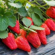 草莓种子超甜奶油草盆栽四季花卉，室内外莓，盆栽阳台水果蔬菜花种籽