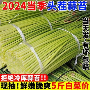 超低价2024蒜苔新鲜蒜薹鲜嫩蒜苔蒜毫大蒜头红根白帽长款