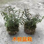铁皮石斛苗2年苗8-9颗 正宗铁皮石斛盆栽红杆绿植室内种苗