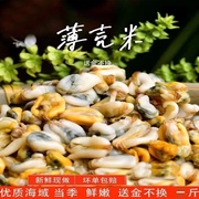 当季海鲜贝类特大海瓜子潮汕薄壳米野生海鲜潮汕特产