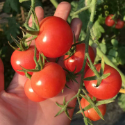 攀枝花米易千禧果小番茄水果沙拉食材水果5斤装零食新鲜水果