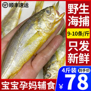 4斤舟山小黄鱼新鲜冷冻海捕，小黄花鱼黄花鱼鲜活海鲜水产9-10条斤