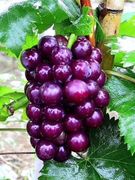 紫浓香葡萄树苗大苗果树，果苗爬藤南方种植葡萄树，苖当年结果苗