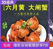兴化六月黄大闸蟹鲜活螃蟹15只装五人份海鲜一两一只