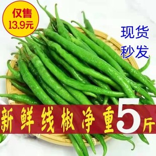 青辣椒新鲜蔬菜二荆条5斤整箱农家广西中特辣线椒现摘长辣椒青椒