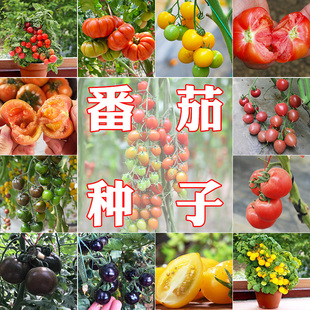 矮生小番茄种子圣女果种籽苗沙瓤西红柿苗秧四季阳台盆栽蔬菜孑
