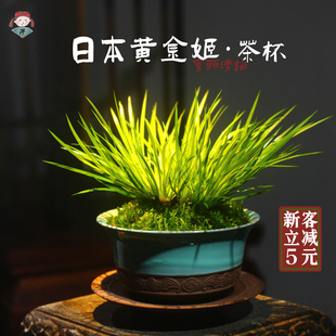日本黄金姬菖蒲影青釉，紫砂茶杯盆，禅意中式室内绿植唐伯虎盆栽