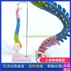 45cm人体脊柱模型解剖正骨练习手法人体脊椎骨骼模型彩色分段模u