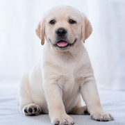 拉布拉多幼犬纯种CKU赛级犬舍护照芯片双血统大骨架金毛犬售