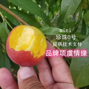 桃树苗mini0油桃树苗中油珍珠，0号油桃苗，早熟桃苗脆甜珍珠枣油桃苗